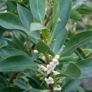 Myoporum, Point Loma, San Diego County