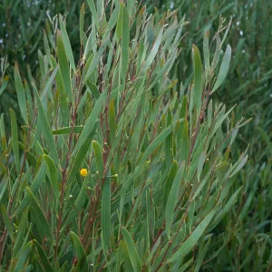Acacia cyclops, Point Loma, San Diego County