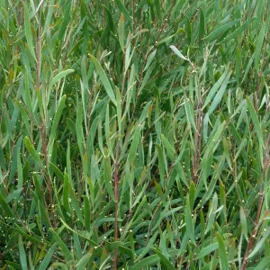 Acacia cyclops, Point Loma, San Diego County
