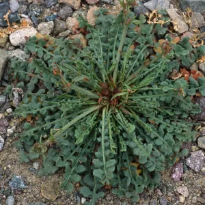 Limonium, Point Loma, San Diego County
