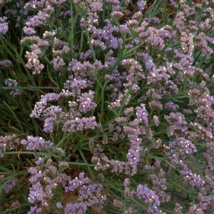 Limonium, Point Loma, San Diego County