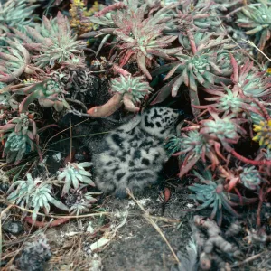 Sea gull chick, Middle Anacapa Island