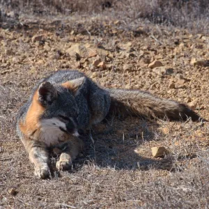 island fox, Kart Road, Santa Catalina Island