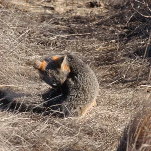 island fox, Kart Road, Santa Catalina Island