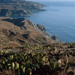 Prickly Pear (Opuntia oricola), in background, looking towards Little Harbor, Santa Catalina Island