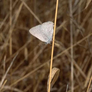 butterfly, Santa Catalina Island