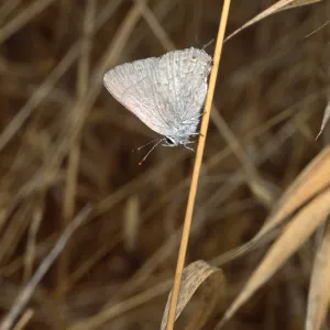 butterfly, Santa Catalina Island