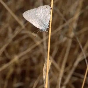butterfly, Santa Catalina Island