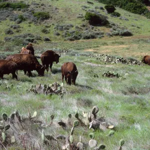 bison, road to Isthmus, Santa Catalina Island