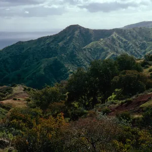 North side, above Whites Landing, Chaparral vegetation, Santa Catalina Island