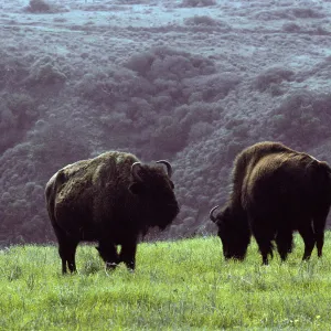bison above Little Harbor, Santa Catalina Island