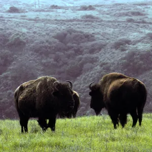 bison above Little Harbor, Santa Catalina Island