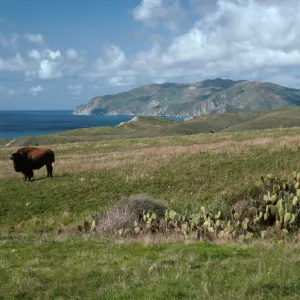 Bison, Little Harbor Road, Santa Catalina Island