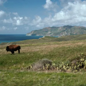 Bison, Little Harbor Road, Santa Catalina Island