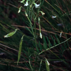 Vicia, Santa Catalina Island