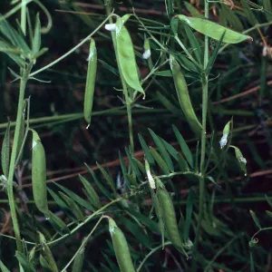 Vicia, Santa Catalina Island