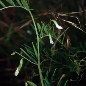 Vicia, Santa Catalina Island