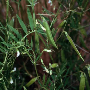 Vicia, Santa Catalina Island