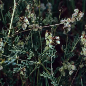 Astragalus gambelianus, Santa Catalina Island