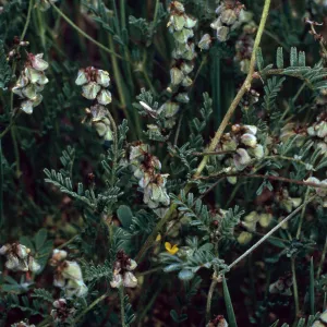 Astragalus gambelianus, Santa Catalina Island