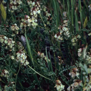 Astragalus gambelianus, Santa Catalina Island