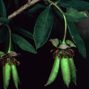 Crossosoma californicum, Hermit Gulch Road, Avalon Canyon, Santa Catalina Island