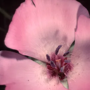 Calochortus splendens, Santa Catalina Island