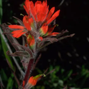 Castilleja affinis, Cape Canyon, Santa Catalina Island