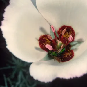Calochortus catalinae, Santa Catalina Island