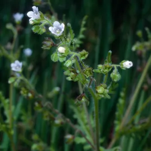 Eucrypta, Santa Catalina Island
