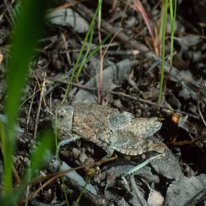 grasshopper, Cape Canyon, Santa Catalina Island