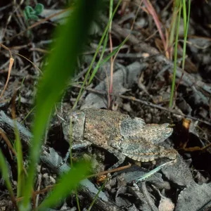 grasshopper, Cape Canyon, Santa Catalina Island