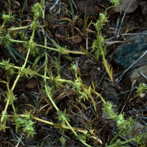 Harpagonella palmeri,Santa Catalina Island
