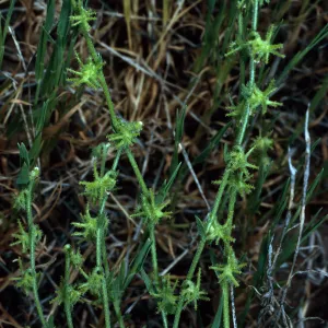 Harpagonella palmeri,Santa Catalina Island