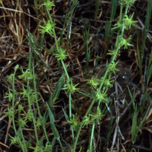 Harpagonella palmeri, Santa Catalina Island