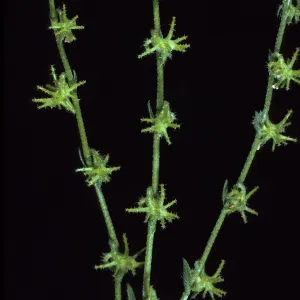 Harpagonella palmeri, Santa Catalina Island