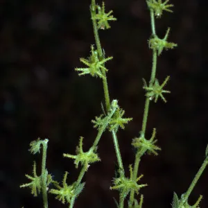 Harpagonella palmeri, Santa Catalina Island