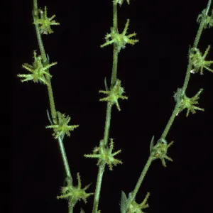 Harpagonella palmeri, Santa Catalina Island