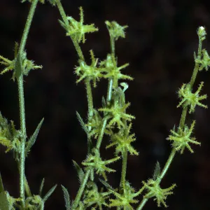 Harpagonella palmeri, Santa Catalina Island