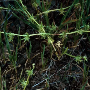 Harpagonella palmeri, Santa Catalina Island