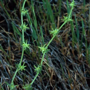 Harpagonella palmeri, Santa Catalina Island