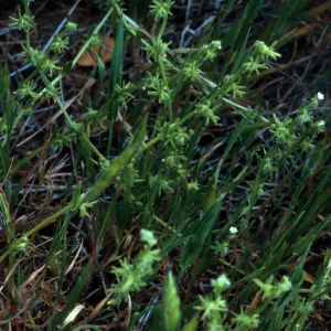 Harpagonella palmeri, Santa Catalina Island