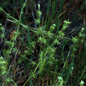Harpagonella palmeri, Santa Catalina Island