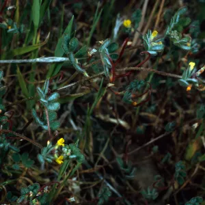 Lotus hamatus, Santa Catalina Island