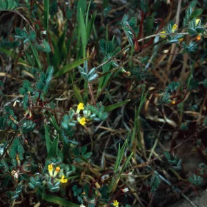 Lotus hamatus, Santa Catalina Island