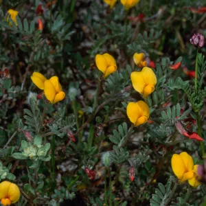 Lotus strigosus, Cape Canyon, Santa Catalina Island