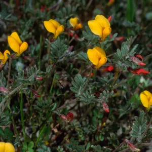 Lotus strigosus, Cape Canyon, Santa Catalina Island