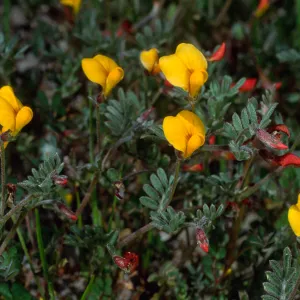 Lotus strigosus, Cape Canyon, Santa Catalina Island