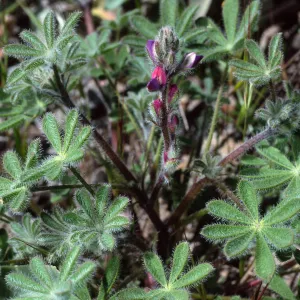 Lupiinus concinnus, Cape Canyon, Santa Catalina Island