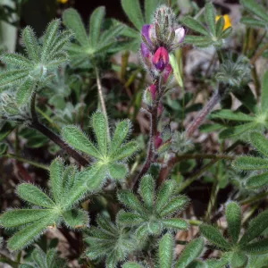 Lupiinus concinnus, Cape Canyon, Santa Catalina Island